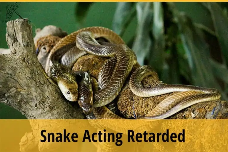 Snake Acting Retarded?
