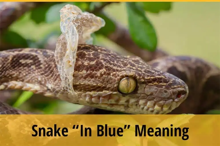 Snake "In Blue": Meanings And Precautions