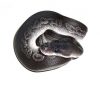 Things To Know About Pearl Ball Pythons | ZooAwesome