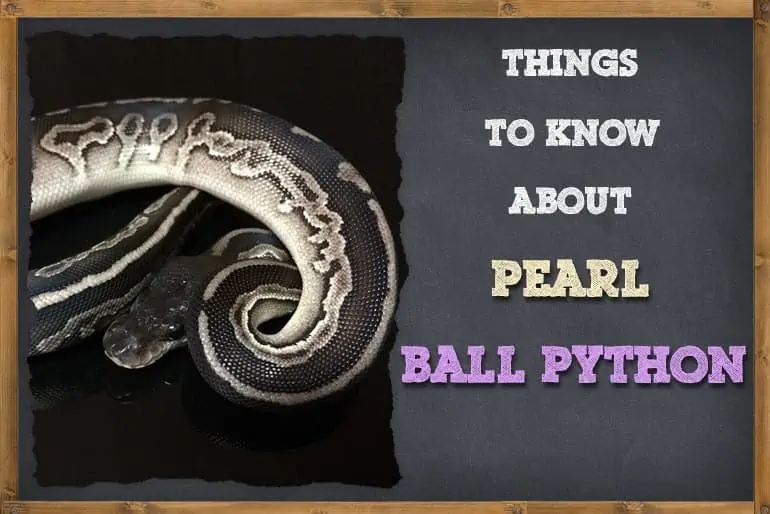 Things To Know About Pearl Ball Pythons