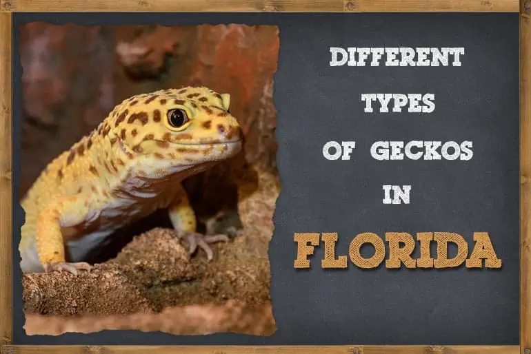 Types Of Geckos In Florida