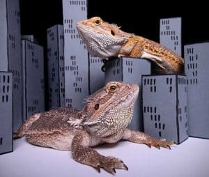 What Do Bearded Dragons Like To Play With? | ZooAwesome