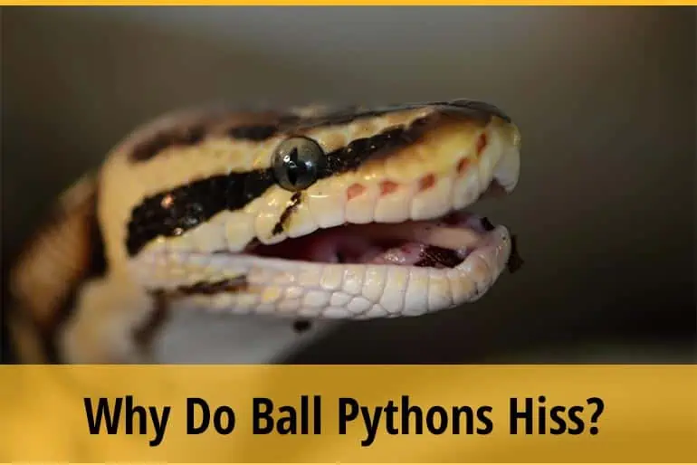 Why Do Ball Pythons Hiss