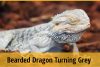 Why Is My Bearded Dragon Turning Grey? | ZooAwesome