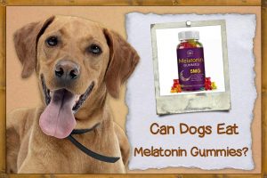 What are the potential benefits of CBD for dogs?