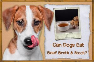 Can Dogs Have Beef Broth and Beef Stock? | ZooAwesome