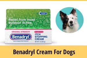 Can You Use Benadryl Cream On Dogs? | ZooAwesome - Can Dogs Take Benadryl For Allergic Bug Bites