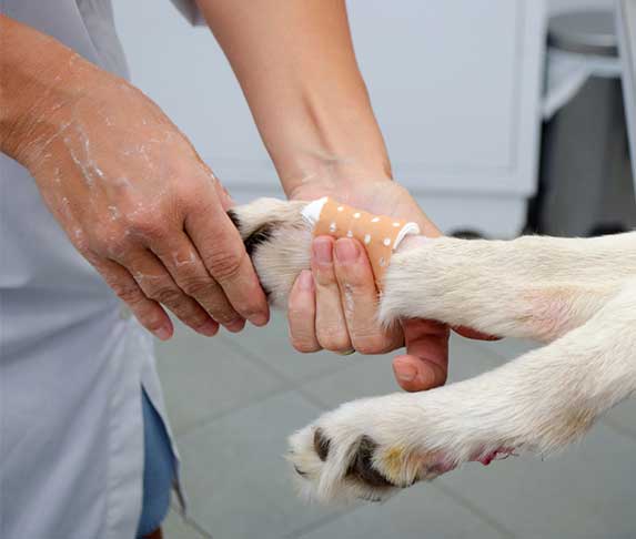 How Much Does It Cost To Remove Dew Claws On A Puppy