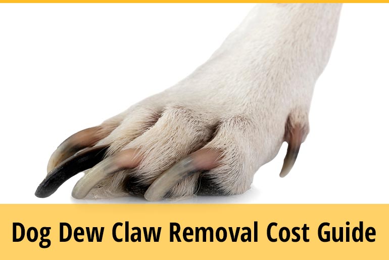Why Are Dew Claws Removed On Dogs