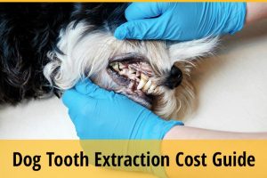 Dog Tooth Extraction Cost Guide | ZooAwesome