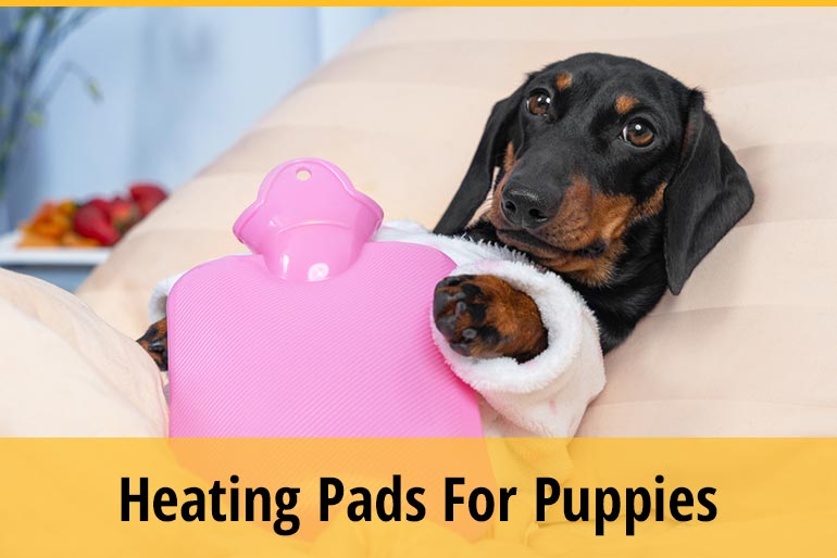 How Long Do Puppies Need A Heating Pad Or Heat Lamp ZooAwesome