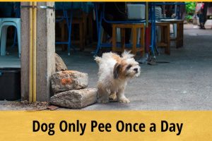 My Dog Only Pees Once A Day, Is It Normal? | ZooAwesome