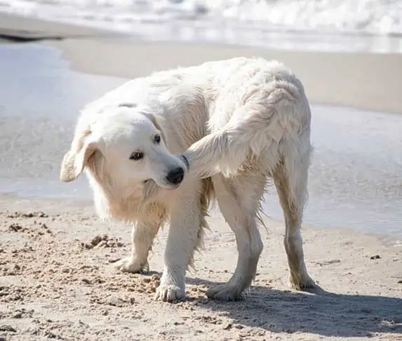 dog biting its tail