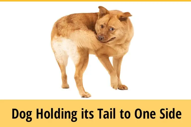 Why Is My Dog Holding Her Tail To One Side