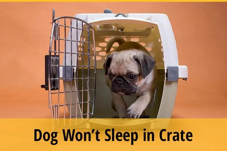 Why Won’t My Dog Sleep in its Crate Anymore