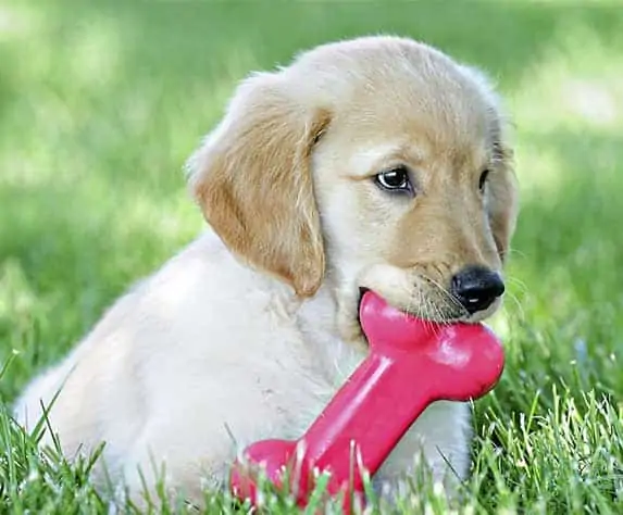 puppy teething