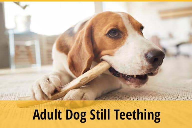 Why Is My Dog Still Teething At 2 Years Old ZooAwesome