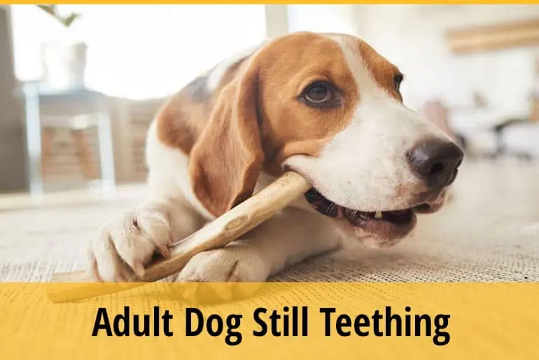 Why is My Dog Still Teething at 2 Years Old