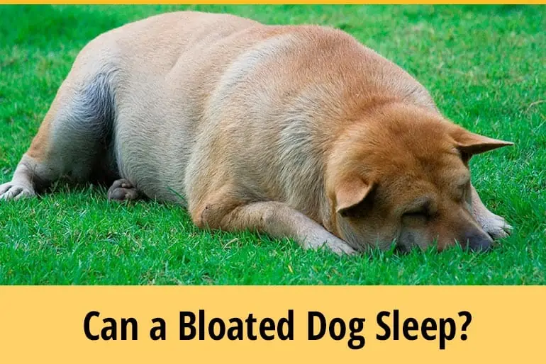 Will a Dog With Bloat Sleep