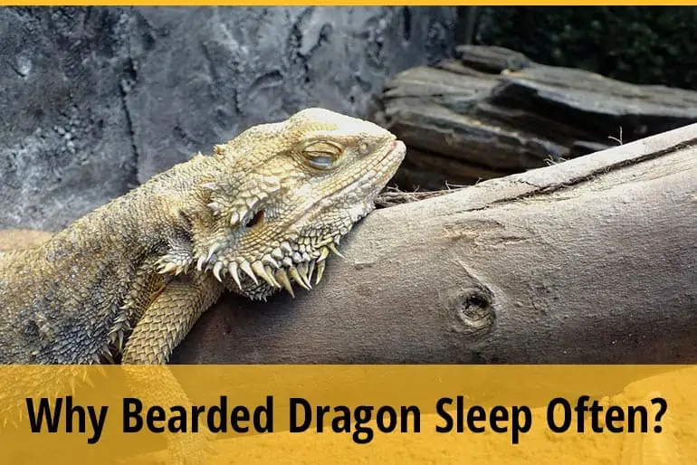 10 Reasons Why Bearded Dragon Sleeps So Much