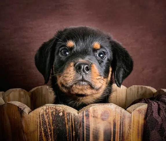 rottweiler puppy