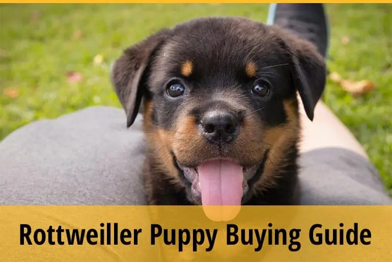 A Guide To Buying a Rottweiler Puppy