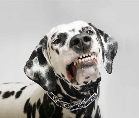 are dalmatians violent