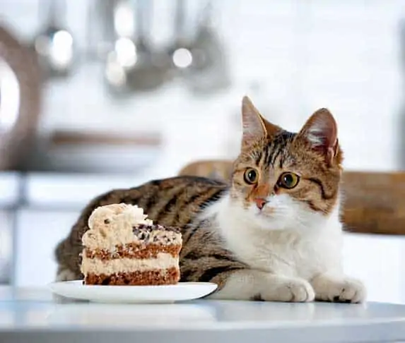 cake for cats