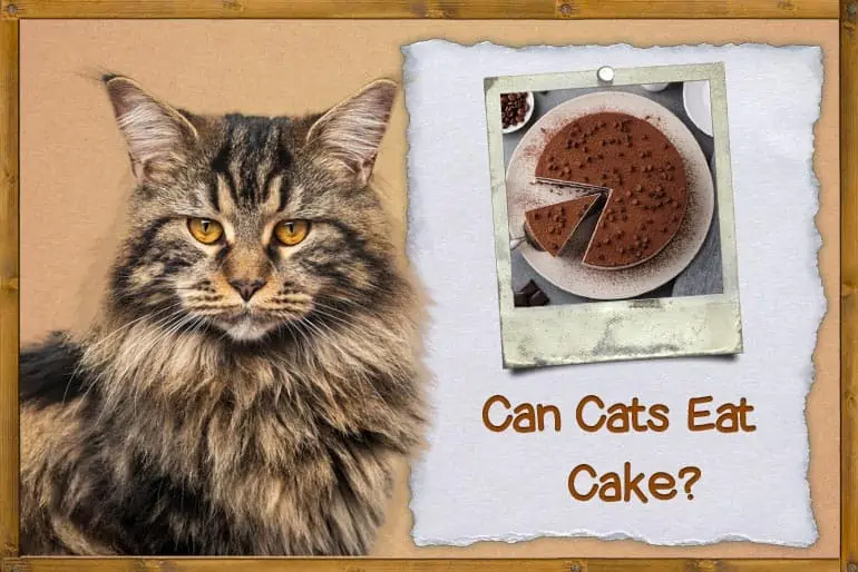Can Cats Eat Cake