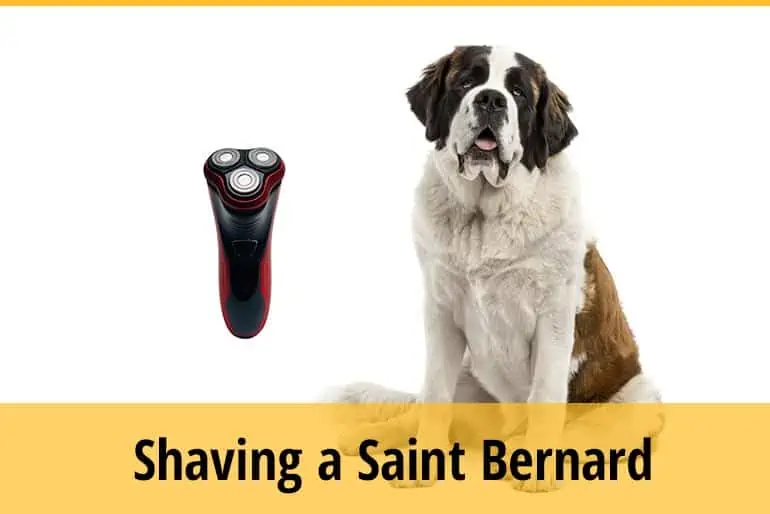 Can You Shave a Saint Bernard