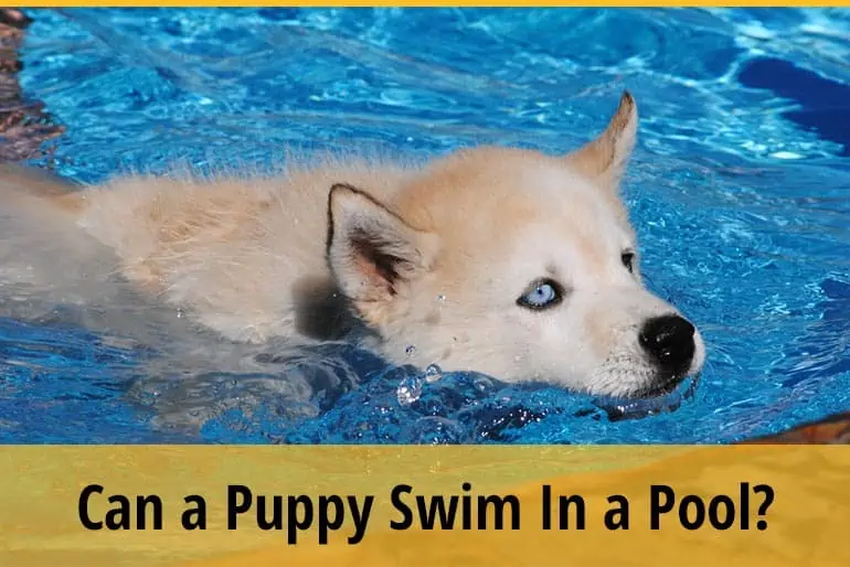 Can a Puppy Swim In a Pool