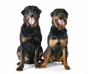 German Rott While R German Rottweiler Vs American Rottweiler - Spot The Difference | ZooAwesome