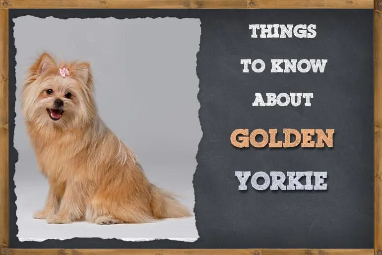 All Things To Know About Golden Yorkie