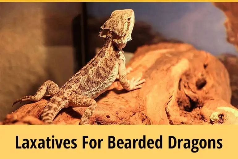 Laxatives For Bearded Dragons: How To Cure Constipation And Impaction
