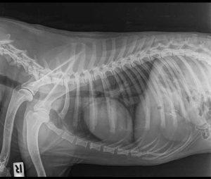 When To Put Down A Dog With Congestive Heart Failure? | ZooAwesome