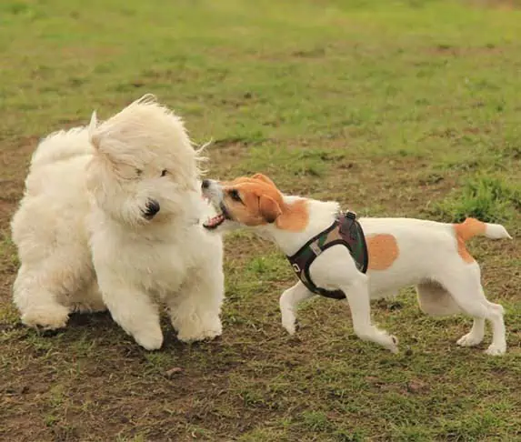dog barking at a bigger dog