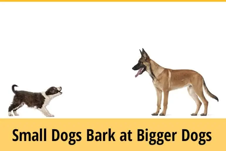 Why Do Small Dogs Bark at Big Dogs