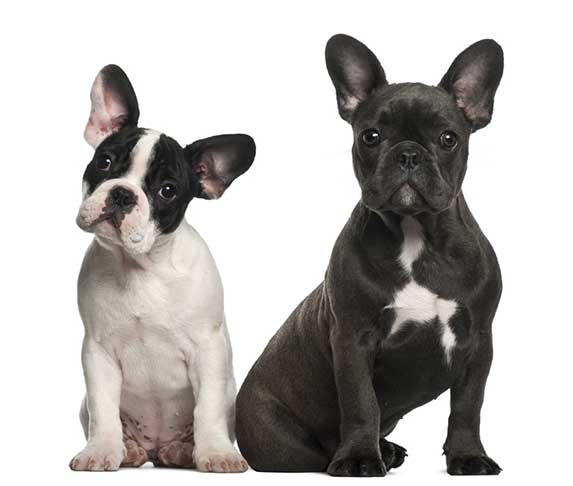 are european french bulldogs bigger