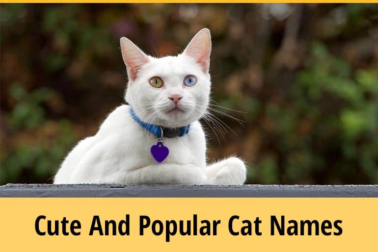 200 Cute And Popular Cat Names Male Female Names ZooAwesome 200 Cute And Popular Cat Names Male Female Names ZooAwesome