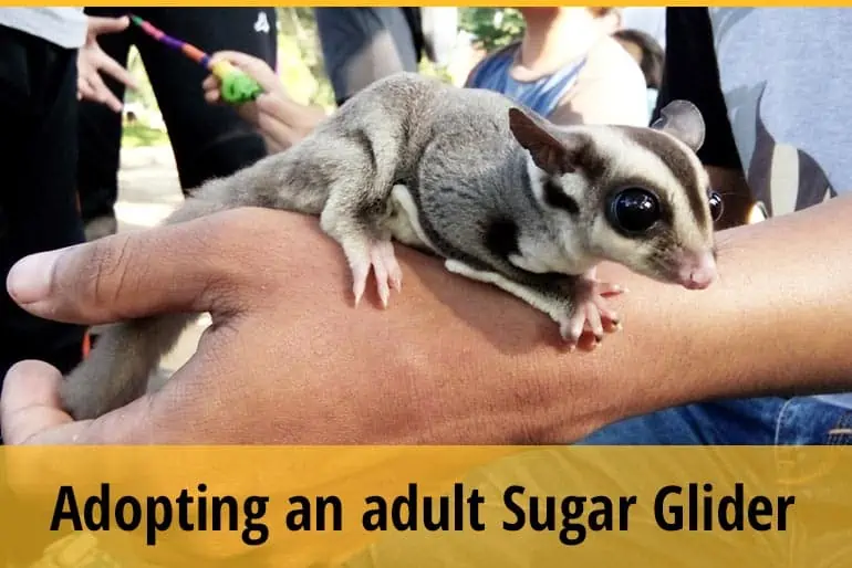 Adopting an adult Sugar Glider? Top 10 Things To Know Before Making the Decision