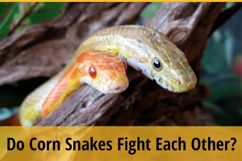 Do Corn Snakes Fight Each Other?