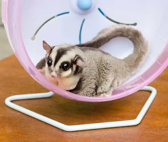 sugar gliding inside a wheel