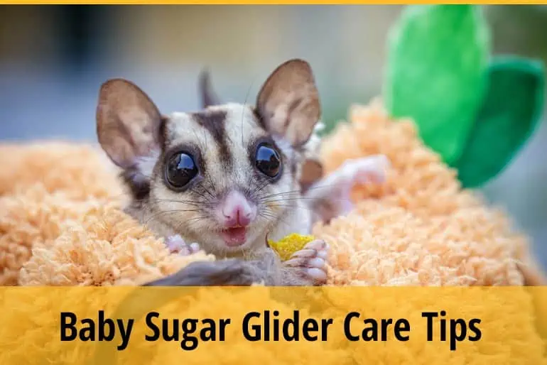 Five Helpful Tips on How to Take Care of Your Baby Sugar Glider