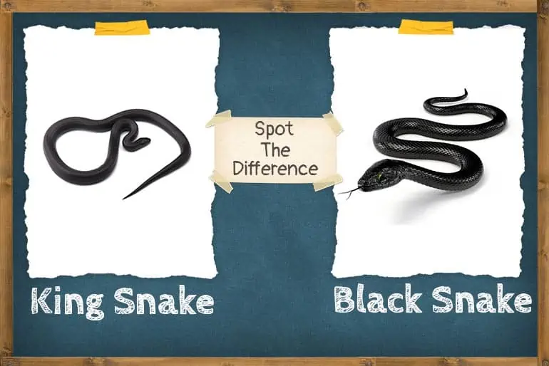 King Snake Versus Black Snake - Spot the difference