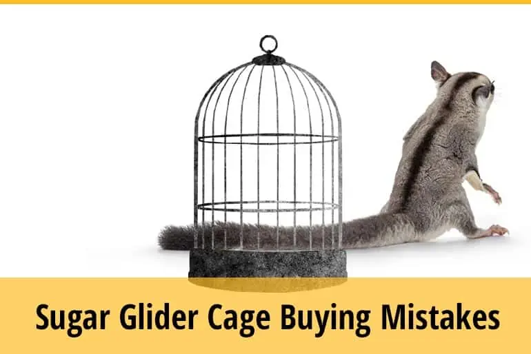 Top 4 Mistakes Pet Owners Make When Buying A Sugar Glider Cage