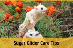 Sugar Glider Care Tips: Everything You Need to Know Here in One Easy