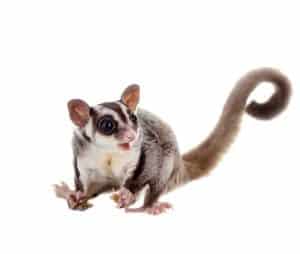 Sugar Glider Price Guide: How much is a Sugar Glider? | ZooAwesome