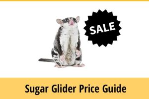 Sugar Glider Price Guide: How much is a Sugar Glider? | ZooAwesome