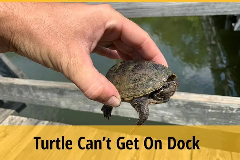 What to do When a Turtle Can't Get on Dock?