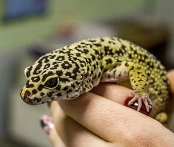 leopard gecko black eyes